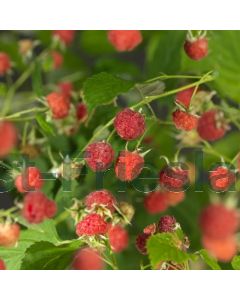 Rubus id. 'Malling Promise' 75 cm C2