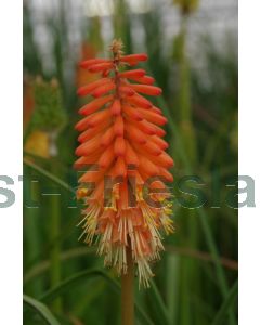 Kniphofia 'Alcazar' P9 / 24 per kist