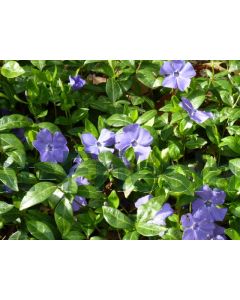 Vinca minor P9 / 24 per kist