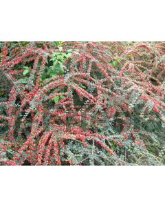 Cotoneaster horizontalis C2