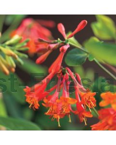 Lonicera brownii 'Dropmore Scarlet' 150-175cm C10