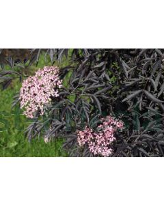 Sambucus nig. 'Black Lace'® C3