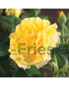 Rosa (K) 'Golden Climber' 75 cm C2