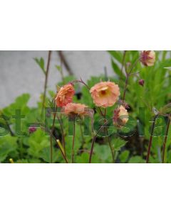 Geum rivale 'Mai Tai' P9 / 24 per kist