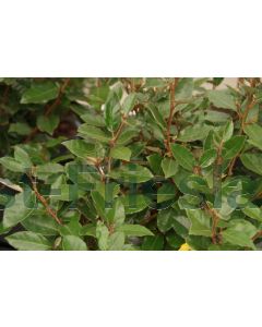 Elaeagnus ebb.'Compacta' C12 100 cm stam