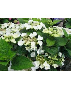 Hydrangea m. "Benxi'® C5