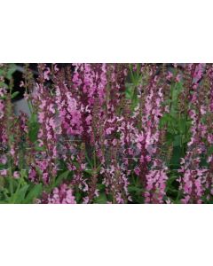 Salvia nem. 'Sens. Deep Rose' P9 / 24 per kist