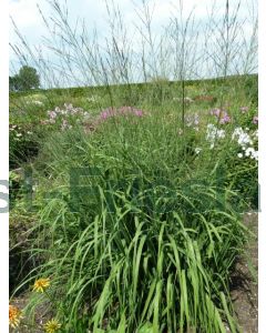 Molinia arund. 'Skyracer' C2