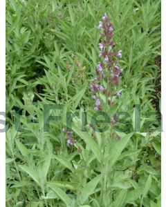 Salvia officinalis P9 / 24 per kist