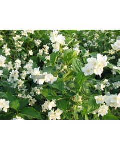 Philadelphus coronarius 80-100 cm C10