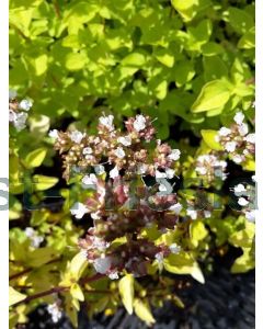 Origanum vulg. 'Thumble's Variety' P9 / 24 per kist