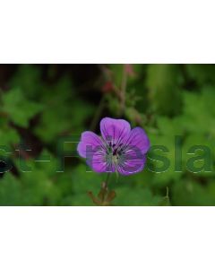 Geranium 'Sweet Heidi' P9 / 24 per kist