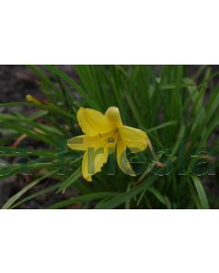 Hemerocallis 'Corky' P9 / 24 per kist