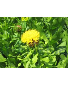 Centaurea macrocephala P9 / 24 per kist