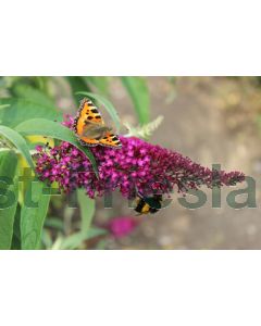 Buddleja dav. 'Sugar Plum' C3