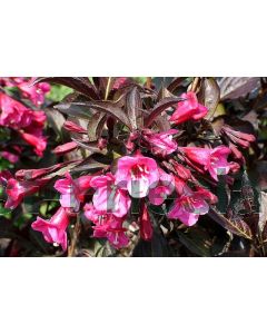 Weigela florida 'Alexandra' C3