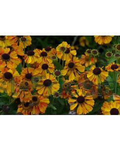 Helenium 'Sahin's Early Flowerer' P9 / 24 per kist