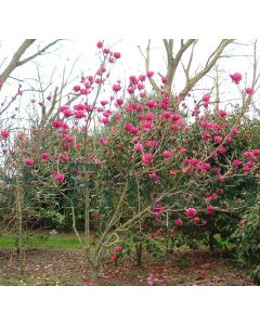 Magnolia 'Cleopatra'® 175-200 cm C20