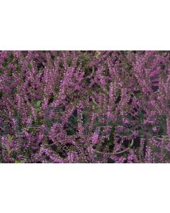 Calluna v. 'Marleen' P12