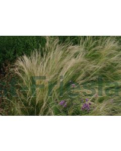 Stipa tenuifolia P9 / 24 per kist