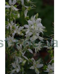 Dictamnus albus 'Albiflorus' P9 / 24 per kist