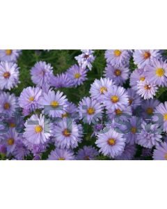 Aster (D) 'Lady in Blue' P9 / 24 per kist