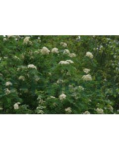 Sorbus aucuparia 60-100 cm kw bos á 25 stuks