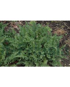 Polypodium vulgare P9 / 24 per kist