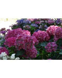 Hydrangea m. 'King George V' C2