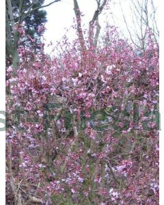 Prunus nipponica 'Ruby' halfstam C10