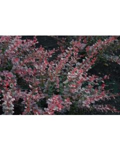 Berberis thunb. 'Dart's Red Lady' 25-30 cm C2