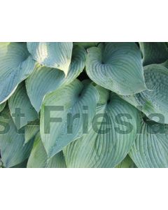 Hosta 'Blue Angel' P9 / 24 per kist