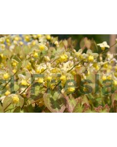 Epimedium versicolor 'Sulphureum' P9 / 24 per kist