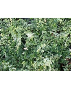 Euonymus fort. 'Silverstone' 20-25 cm C2