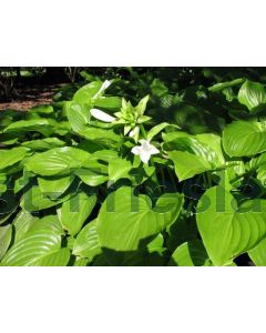 Hosta plantaginea grandiflora P9 / 24 per kist