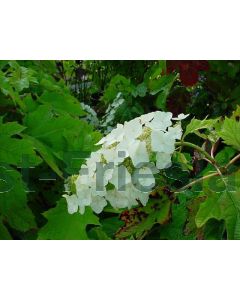 Hydrangea quercifolia C2