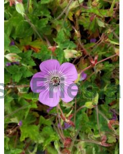 Geranium wall. 'Sylvia's Surprise' P9 / 24 per kist