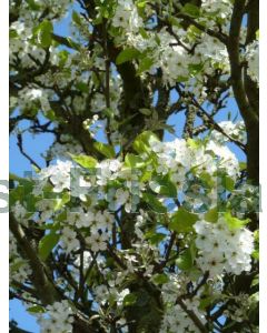 Pyrus calleryana 'Chanticleer' 10/12 C35 leischerm 180 cm stam