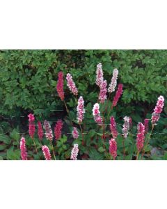 Persicaria aff. 'Darjeeling Red' P9 / 24 per kist