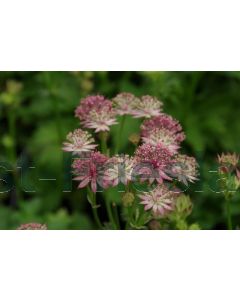 Astrantia maj. 'Roma' P9 / 24 per kist