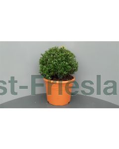 Ilex crenata 30/35 C10 bolvorm