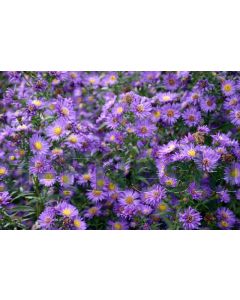 Aster n.-b. 'Schöne von Dietlikon' P9 / 24 per kist