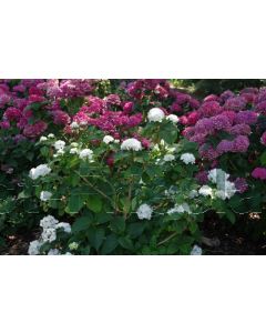 Hydrangea m. 'Schneeball' C2