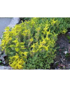 Sedum sexangulare P9 / 24 per kist