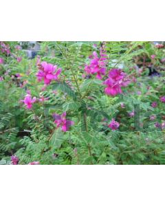 Indigofera heterantha 40-50 cm C10