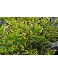 Euonymus j. 'Marieke' C2