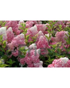 Hydrangea pan. 'Vanilla Fraise' ® C3