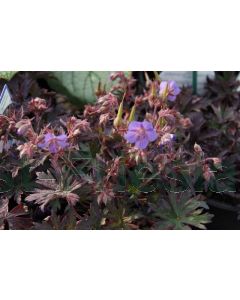 Geranium prat. 'Midnight Reiter' P9 / 24 per kist