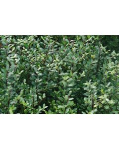 Ilex cren.'Caroline Upright' 25-30 cm C3