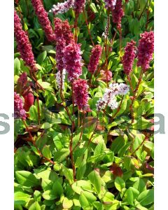 Persicaria aff. 'Kabouter' P9 / 24 per kist